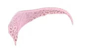 Escante Mix & Match Lace Tanga Panty Pink
